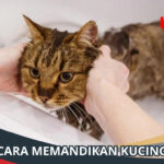 cara memandikan kucing