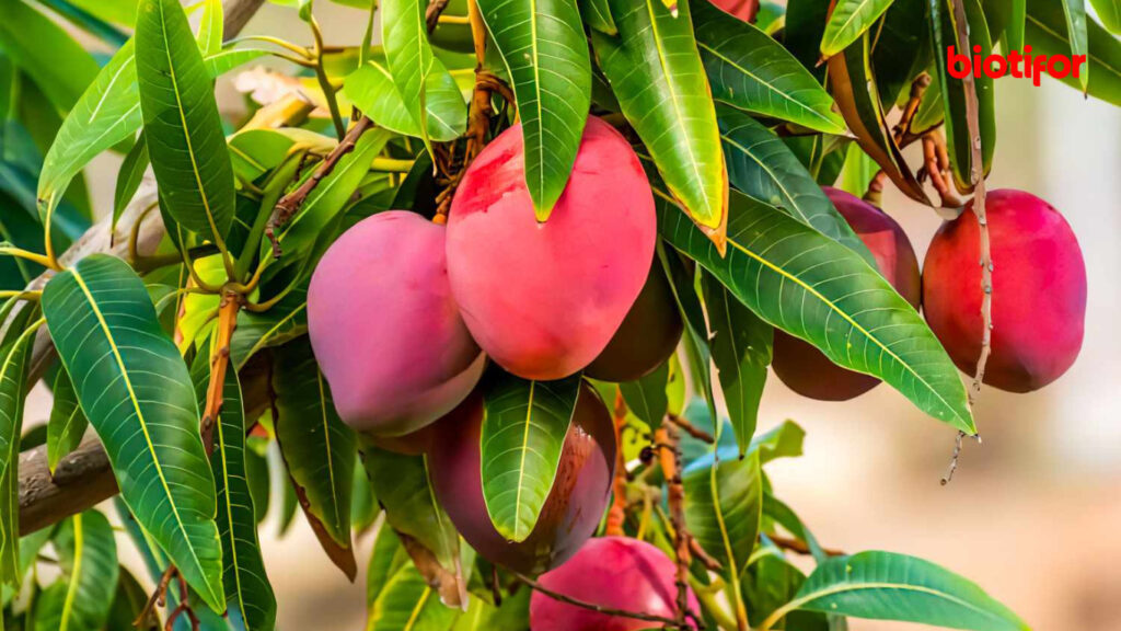 Cara Mencangkok Pohon Mangga