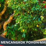 cara mencangkok pohon mangga