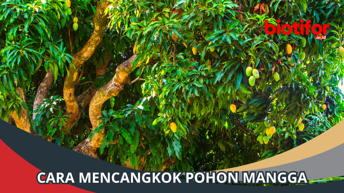 Panduan Lengkap Cara Mencangkok Pohon Mangga