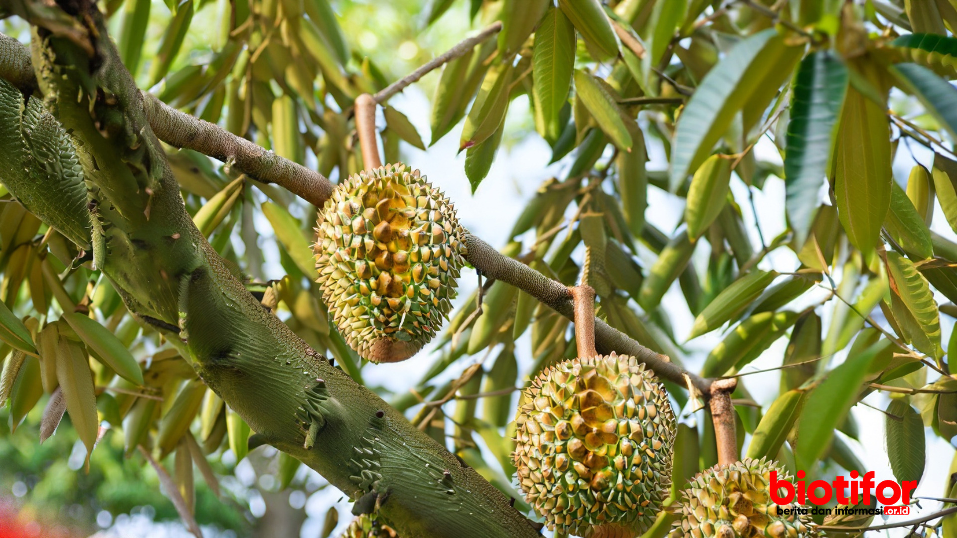 Cara Agar Pohon Durian Cepat Berbuah