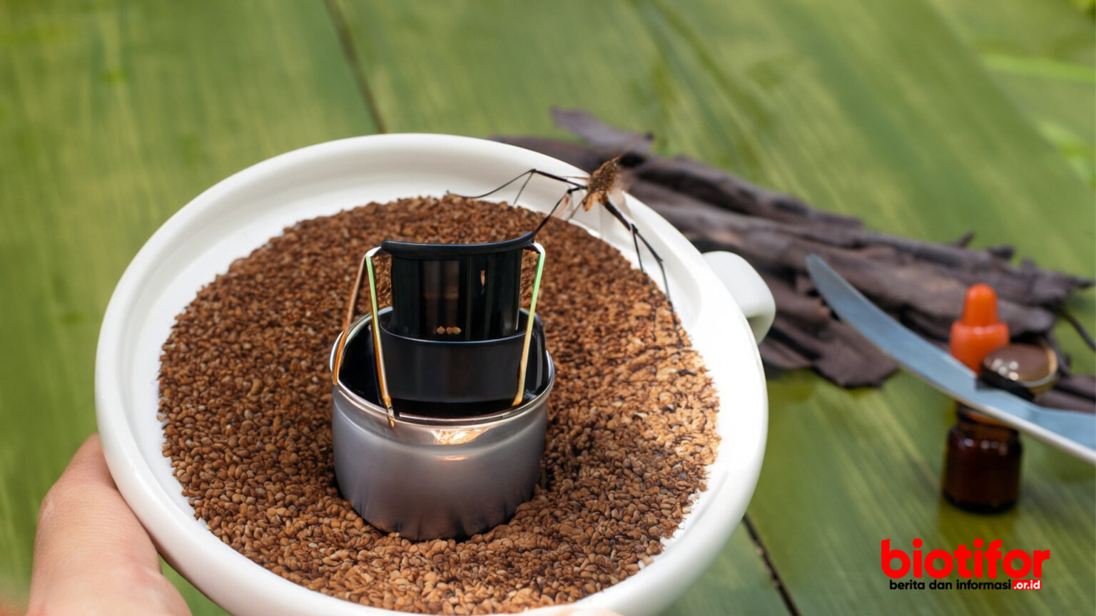 Cara Mengusir Nyamuk dengan Kopi Tips Ampuh dan Alami