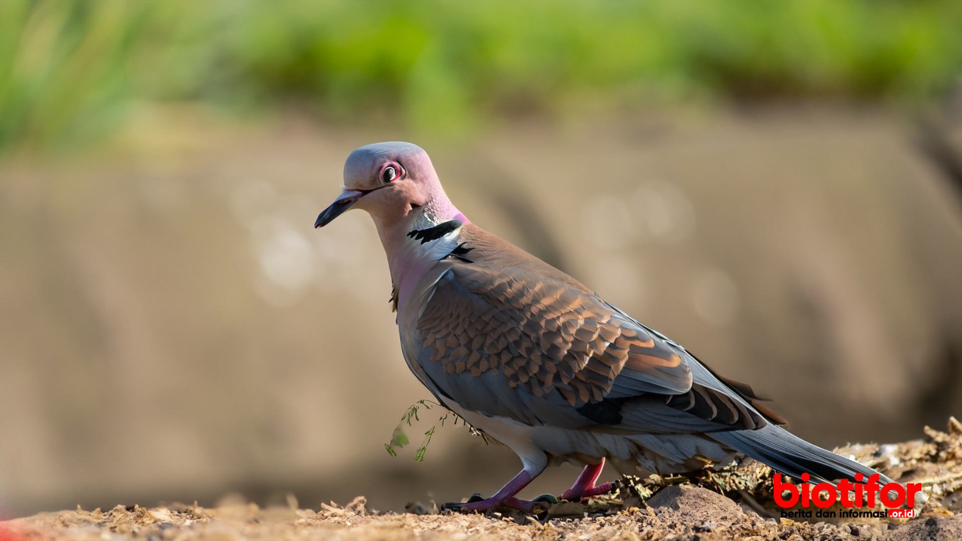 Mitos Memelihara Burung Perkutut