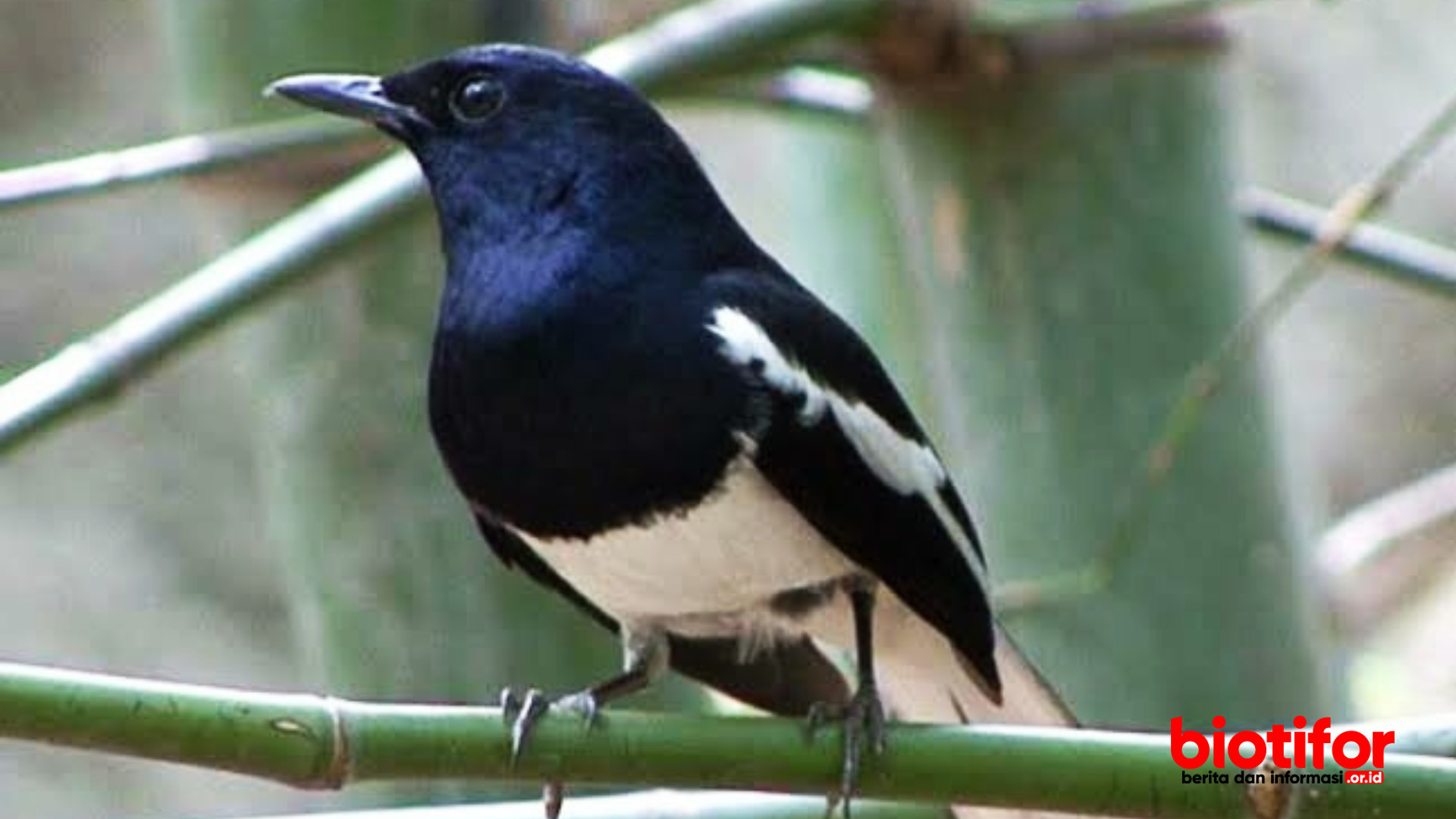 cara memilih burung kacer ombyokan yang bagus