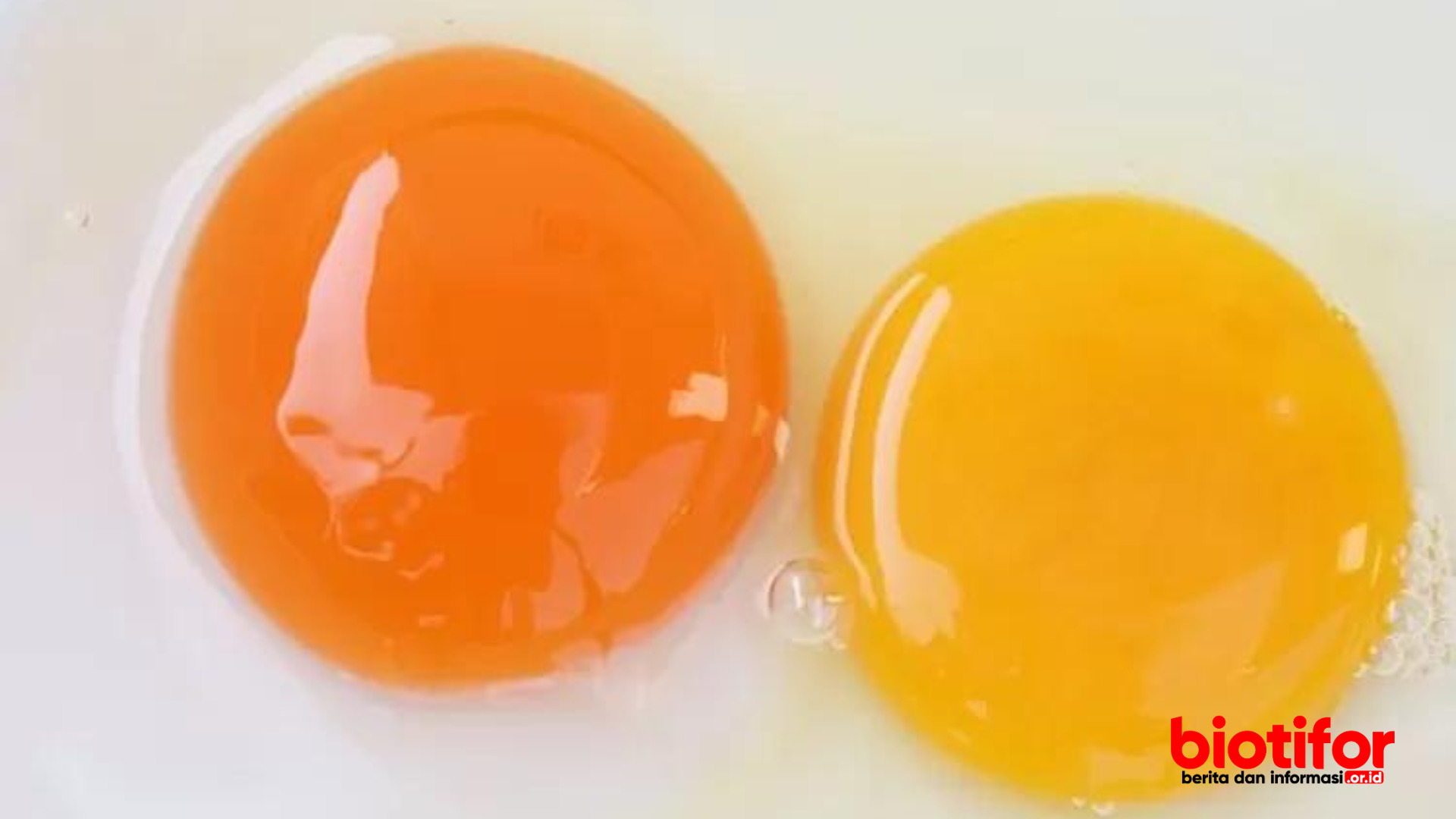 Manfaat Kuning Telur Mentah