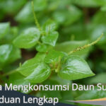 Cara Mengkonsumsi Daun Suruhan