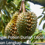 Cara Agar Pohon Durian Cepat Berbuah