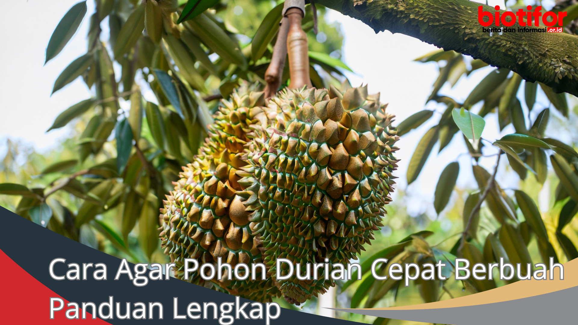 Cara Agar Pohon Durian Cepat Berbuah