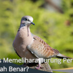 Mitos Memelihara Burung Perkutut