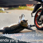 Mitos Menabrak Kucing