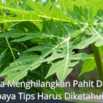 Cara Menghilangkan Pahit Daun Pepaya