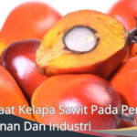 manfaat kelapa sawit