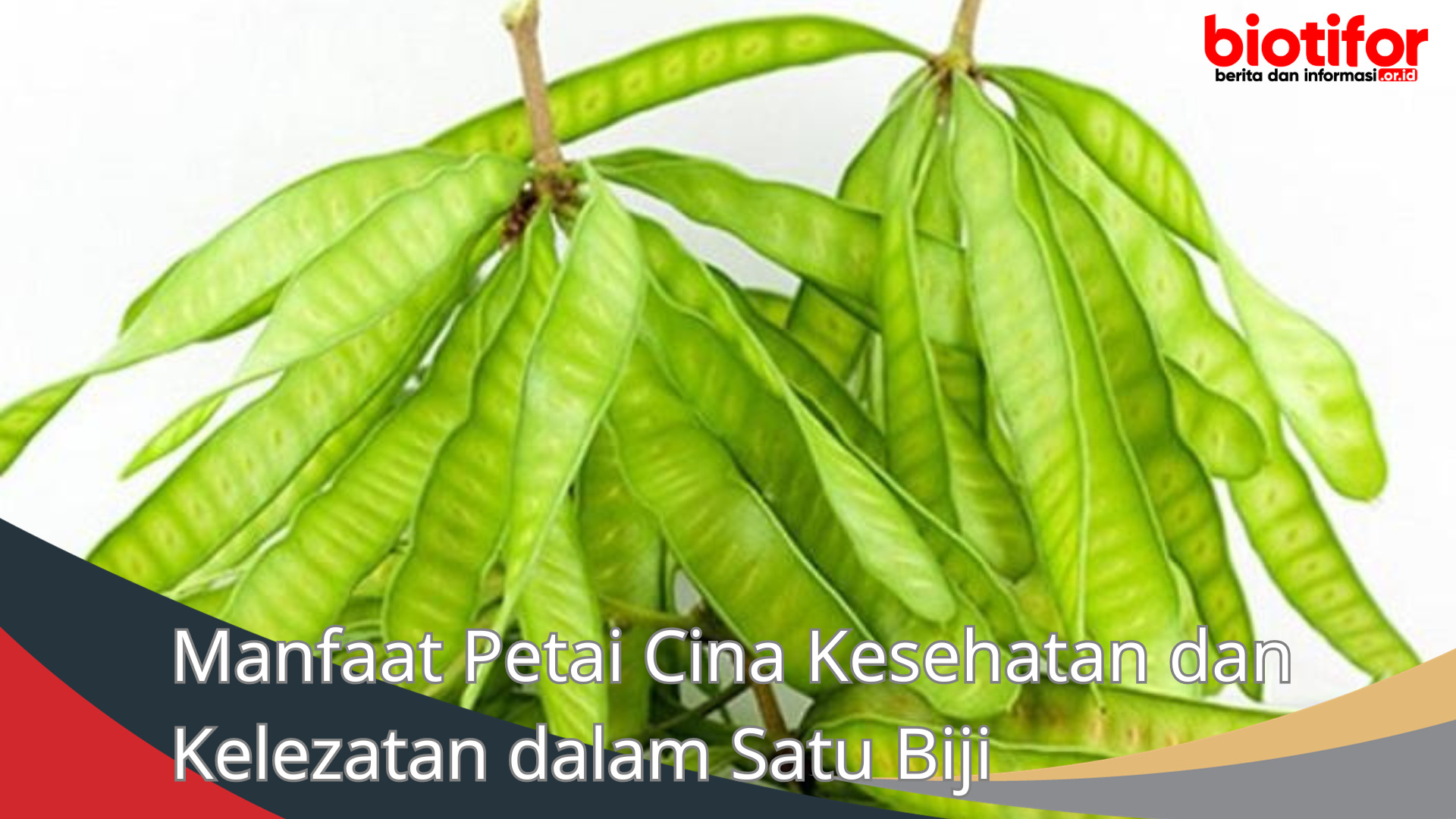 Manfaat Petai Cina Kesehatan dan Kelezatan dalam Satu Biji