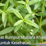 Manfaat Rumput Mutiara