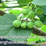 Bagian Tanaman Jarak