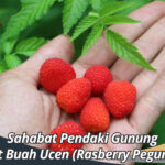 manfaat buah ucen