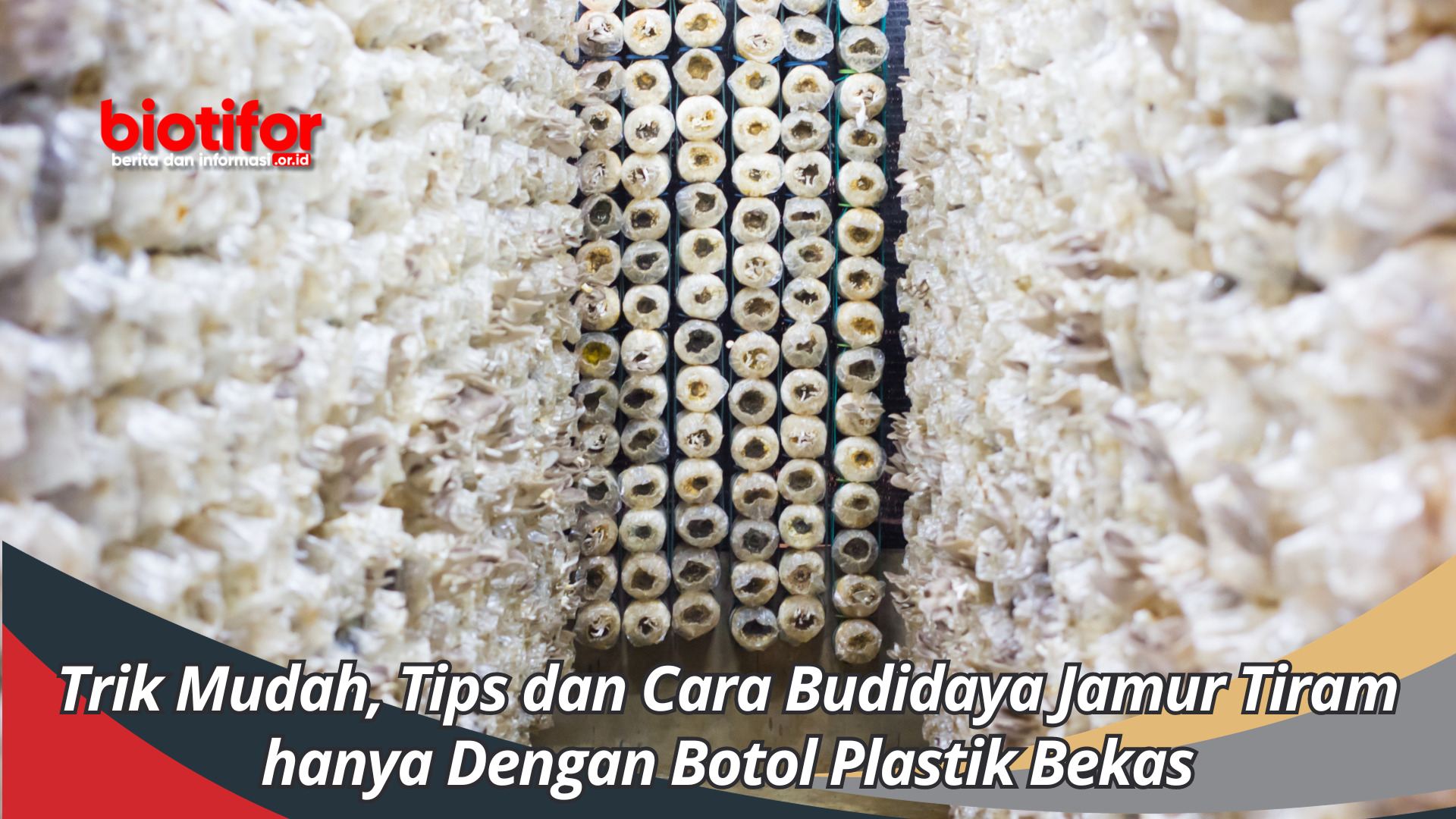 Trik Mudah, Tips dan Cara Budidaya Jamur Tiram hanya Dengan Botol Plastik Bekas