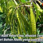 Manfaat Kulit Petai Cina, Khasiat Tersembunyi dari Bahan Alami yang Luar Biasa