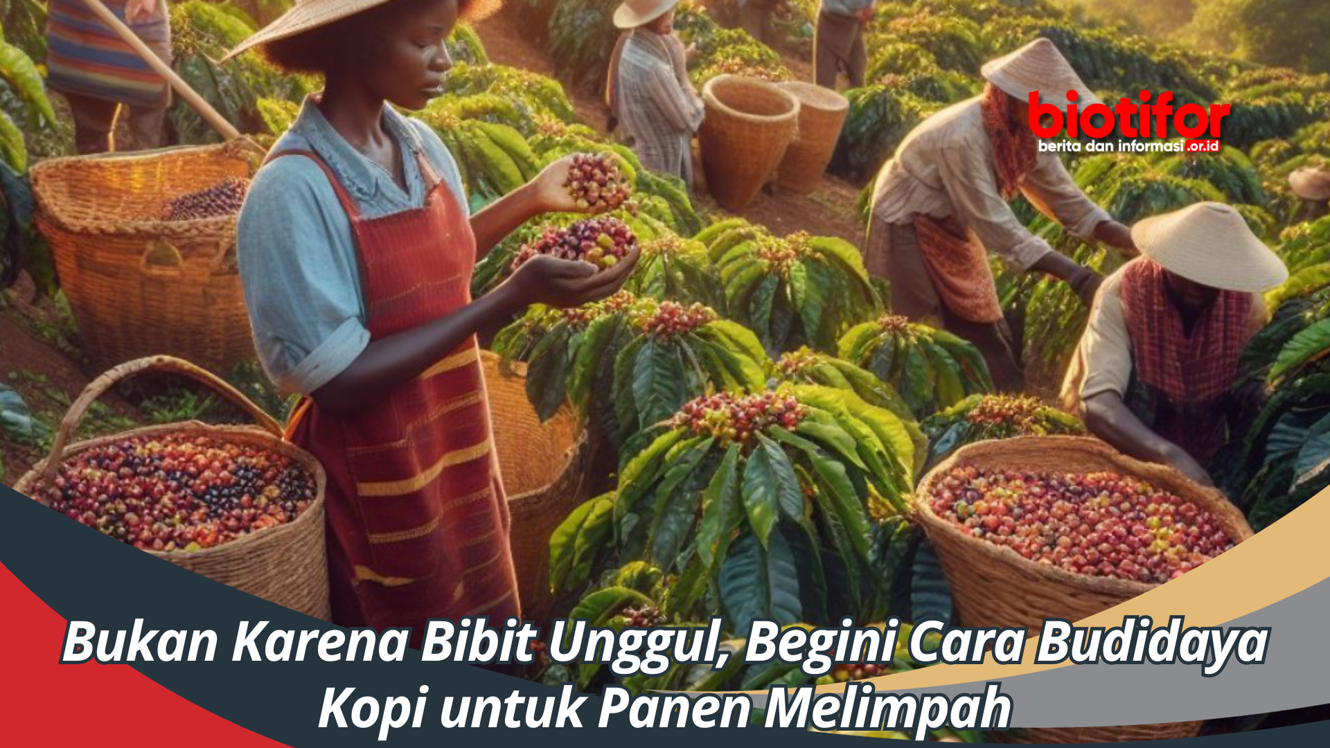 Bukan Karena Bibit Unggul, Begini Cara Budidaya Kopi untuk Panen Melimpah