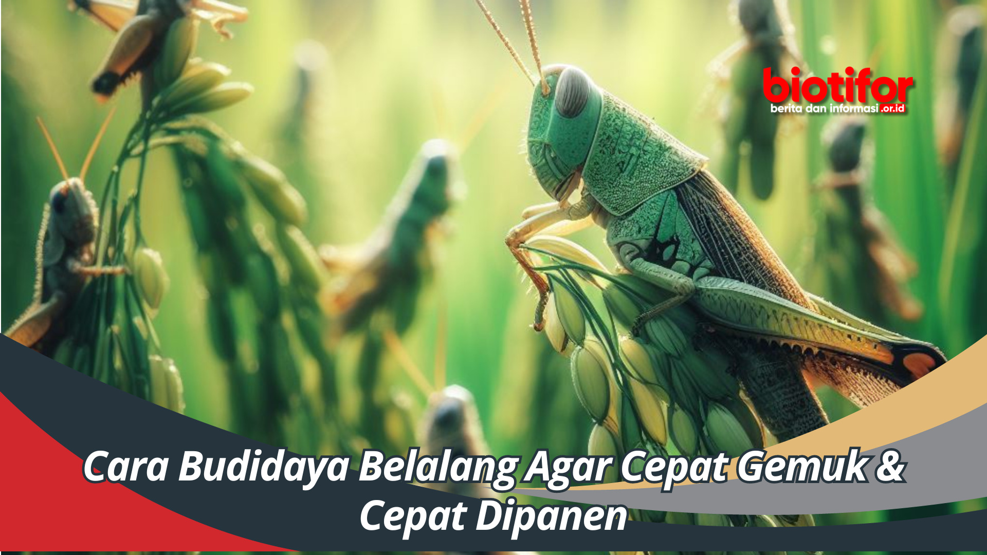 Cara Budidaya Belalang Agar Cepat Gemuk & Cepat Dipanen