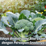 Cara Budidaya Brokoli yang Bisa Cepat Dipanen dengan Persiapan Seadanya