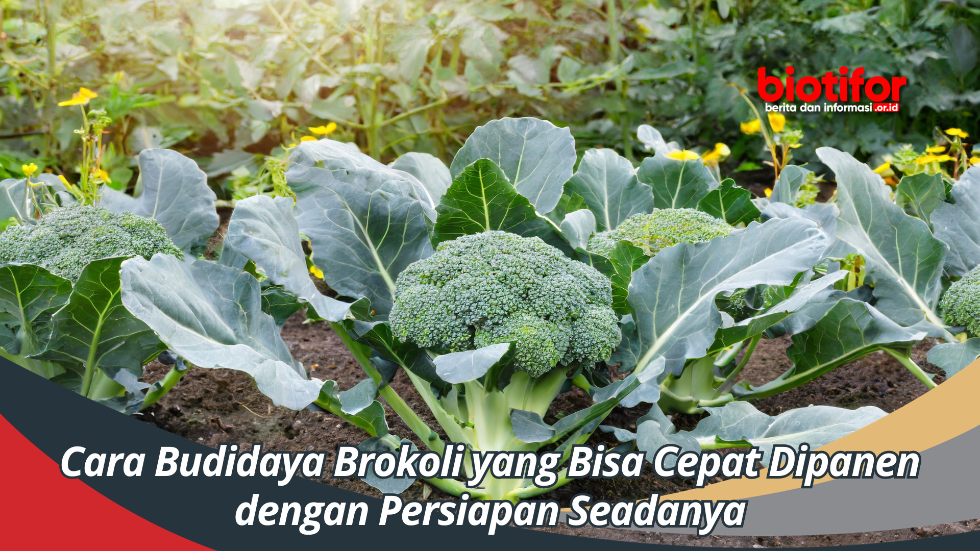 Cara Budidaya Brokoli yang Bisa Cepat Dipanen dengan Persiapan Seadanya