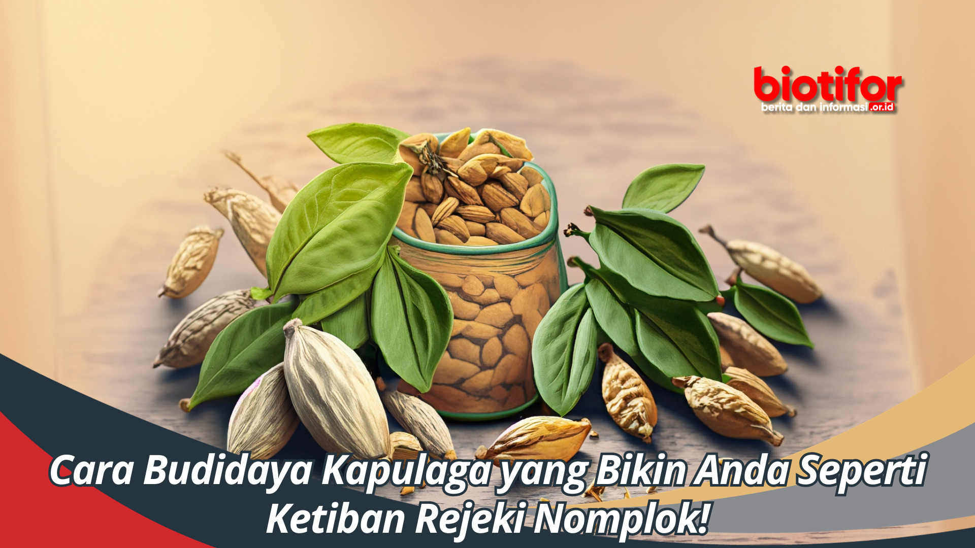 Cara Budidaya Kapulaga yang Bikin Anda Seperti Ketiban Rejeki Nomplok!