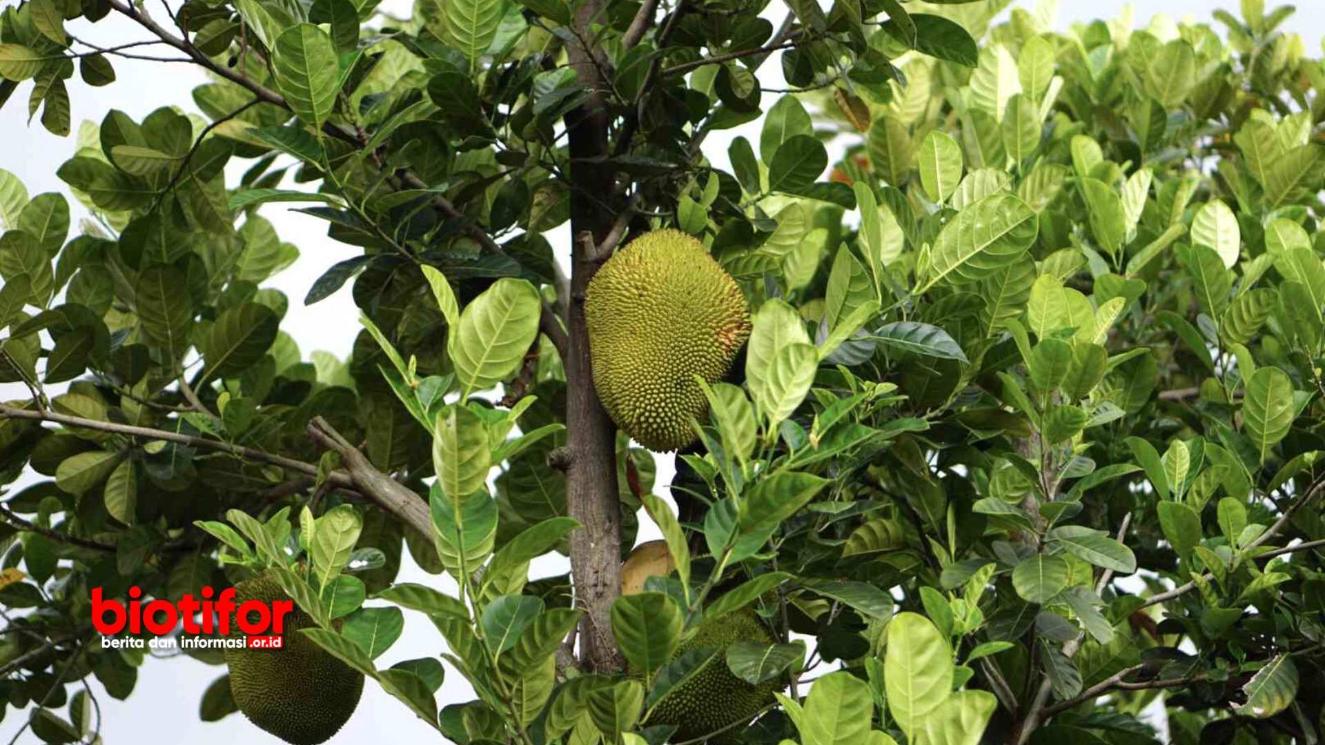 Cara Memanen Buah Nangka