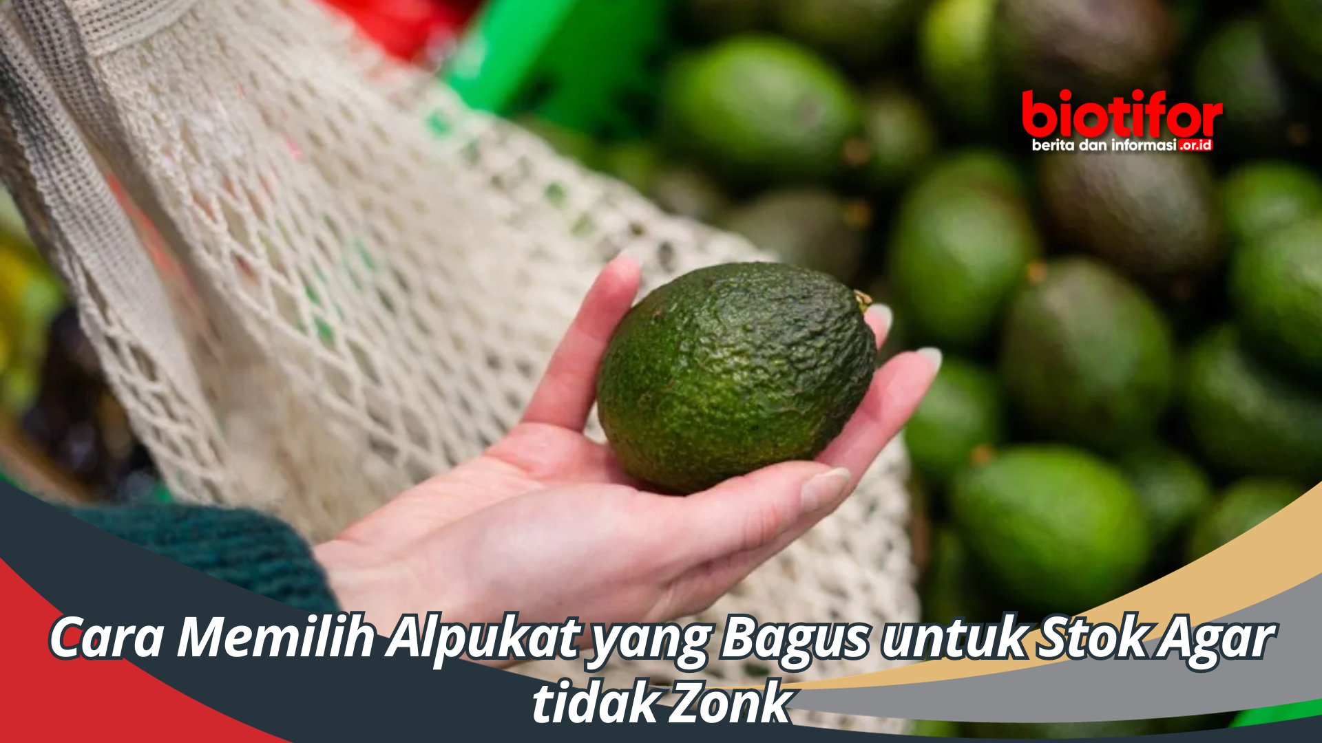 Cara Memilih Alpukat yang Bagus untuk Stok Agar tidak Zonk