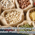 Cara Memilih Bibit Buah yang Baik, Panduan Praktis untuk Pemula