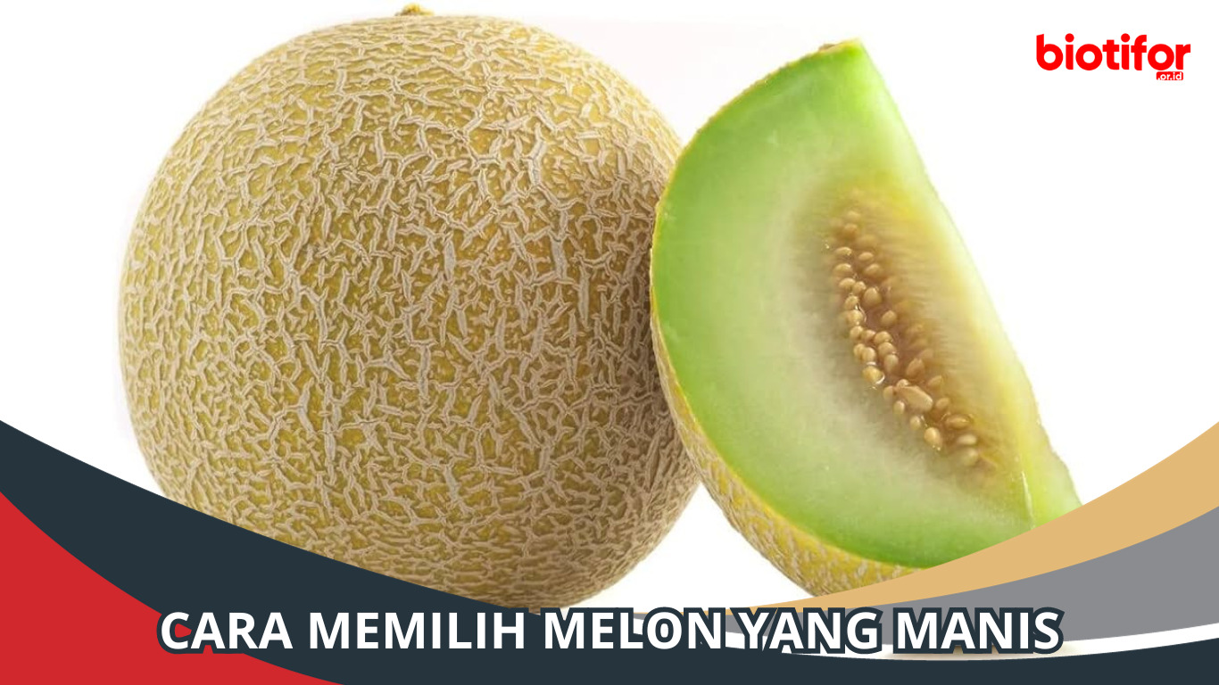 Cara Memilih Melon yang Manis