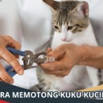 Cara Memotong Kuku Kucing