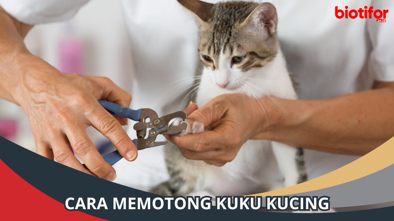 Cara Memotong Kuku Kucing yang Benar dan Aman