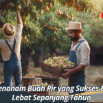 Cara Menanam Buah Pir yang Sukses Berbuah Lebat Sepanjang Tahun