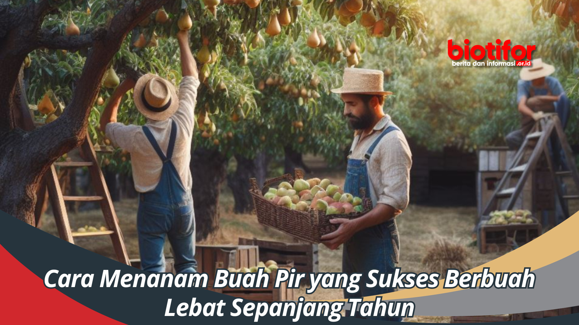 Cara Menanam Buah Pir yang Sukses Berbuah Lebat Sepanjang Tahun
