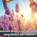 Cara Menanam Bunga Lavender di Indonesia yang Mudah dan Praktis