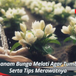 Cara Menanam Bunga Melati Agar Tumbuh Subur Serta Tips Merawatnya