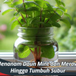 Cara Menanam Daun Mint dan Merawatnya Hingga Tumbuh Subur