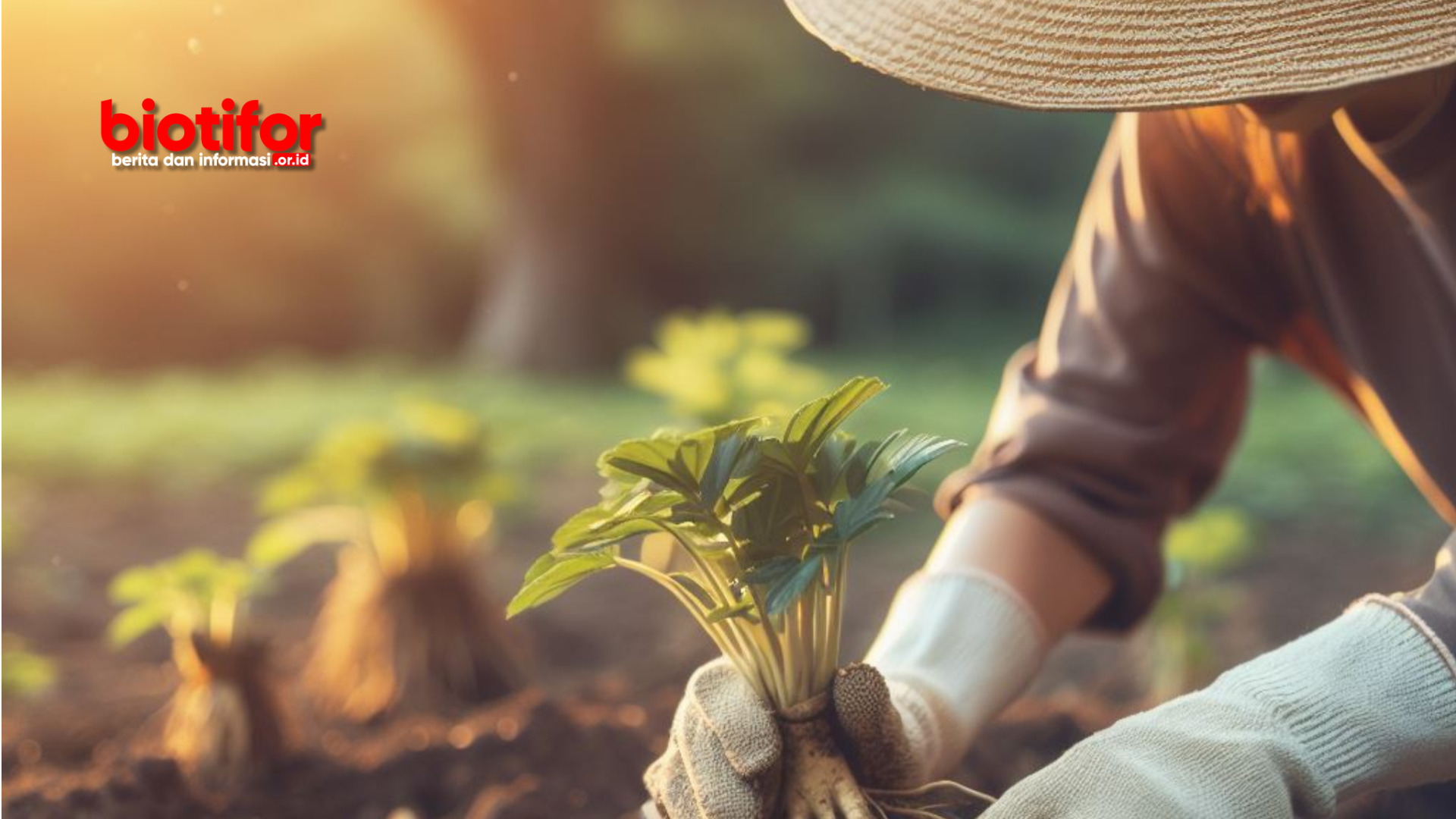 Cara Menanam Ginseng yang Baik dan Benar