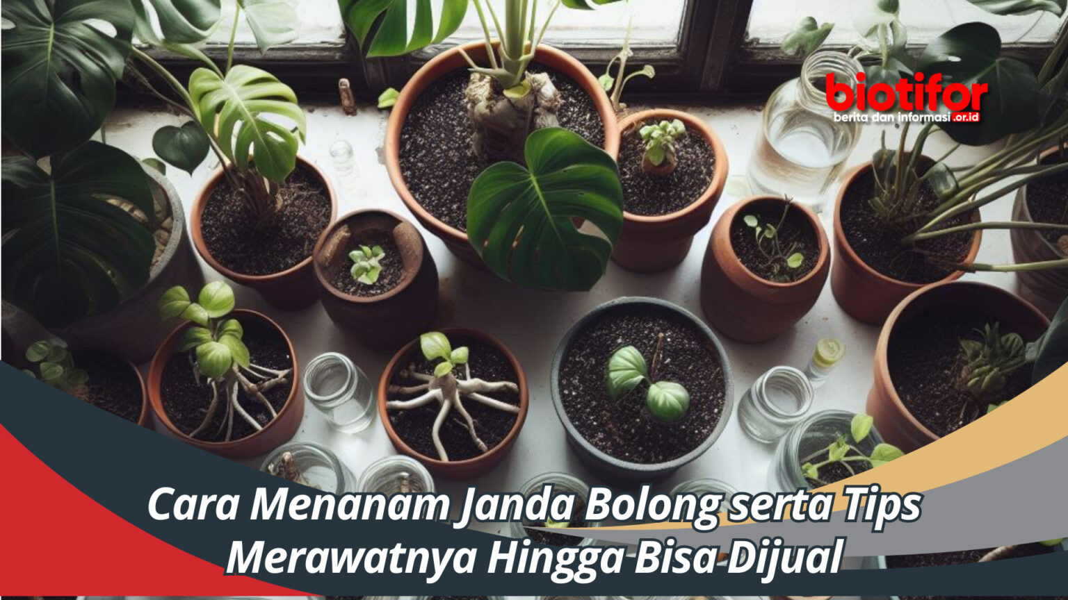 Cara Menanam Janda Bolong serta Tips Merawatnya Hingga Bisa Dijual