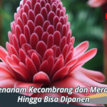 Cara Menanam Kecombrang dan Merawatnya Hingga Bisa Dipanen