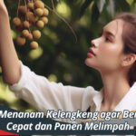 Cara Menanam Kelengkeng agar Berbuah Cepat dan Panen Melimpah