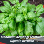 Cara Menanam Kemangi Termudah dan Dijamin Berhasil