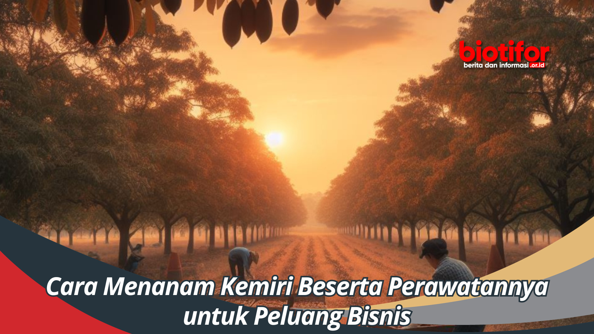 Cara Menanam Kemiri Beserta Perawatannya untuk Peluang Bisnis