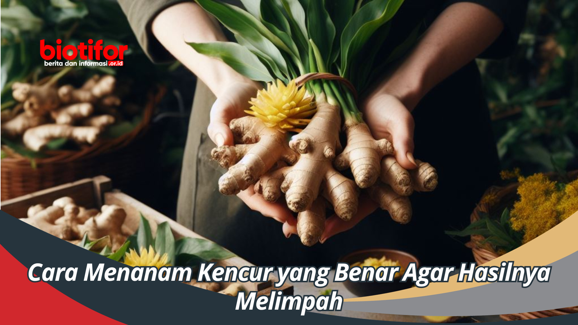Cara Menanam Kencur yang Benar Agar Hasilnya Melimpah