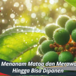 Cara Menanam Matoa dan Merawatnya Hingga Bisa Dipanen