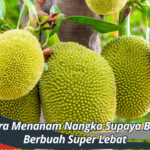 Cara Menanam Nangka Supaya Bisa Berbuah Super Lebat