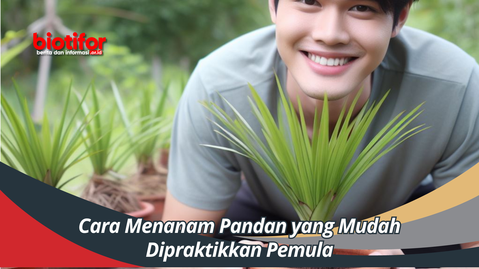 Cara Menanam Pandan yang Mudah Dipraktikkan Pemula