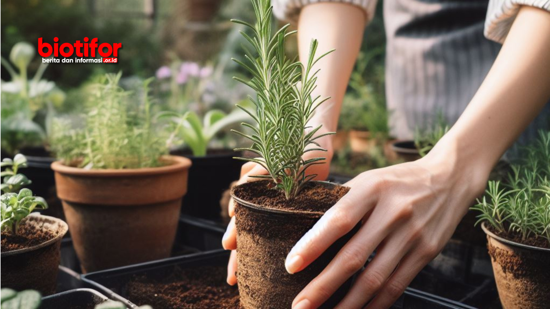 Cara Menanam Rosemary anti Gagal