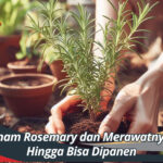 Cara Menanam Rosemary dan Merawatnya di Rumah Hingga Bisa Dipanen